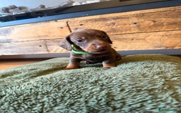 Miniature Dachshund dogs for sale: 3 miniature dachshund boys left for sale - Image 9