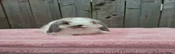 Mini Lop rabbits for sale: Mini lops - Advert 9