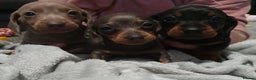 Miniature Dachshund dogs for sale: 3 beautiful miniature dachshund boys - Advert 3
