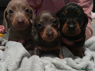 Miniature Dachshund dogs 3 beautiful miniature dachshund boys - Advert 16