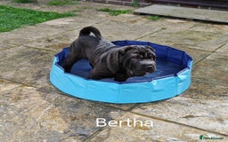 Shar Pei dogs for sale: Sujarah Shar Pei Puppies Available  - Image 6