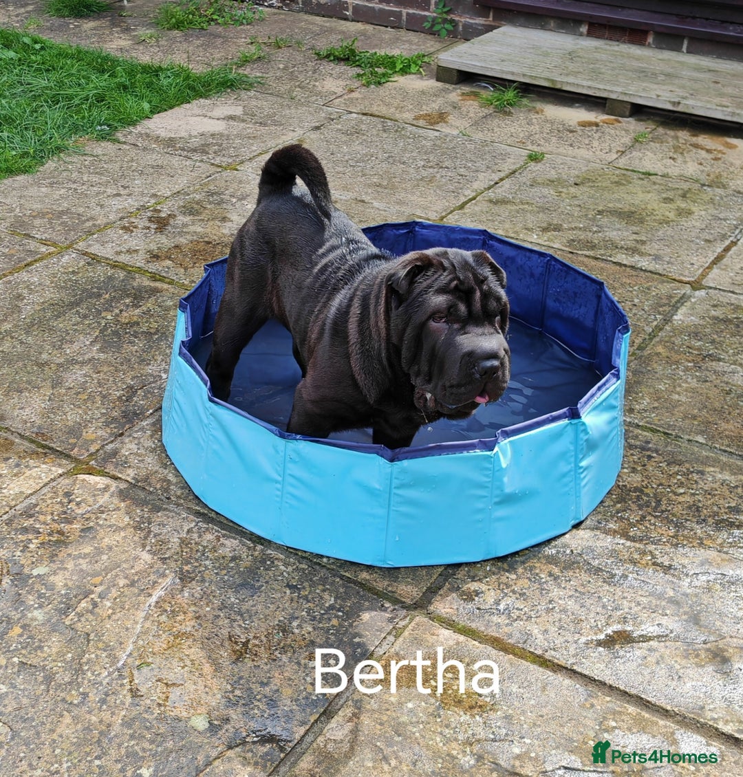 Shar Pei dogs for sale: Sujarah Shar Pei Puppies Available  - Image 6