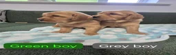 Golden Retriever dogs for sale: Stunning KC registered dark puppies - last 1 boy  - Advert 7