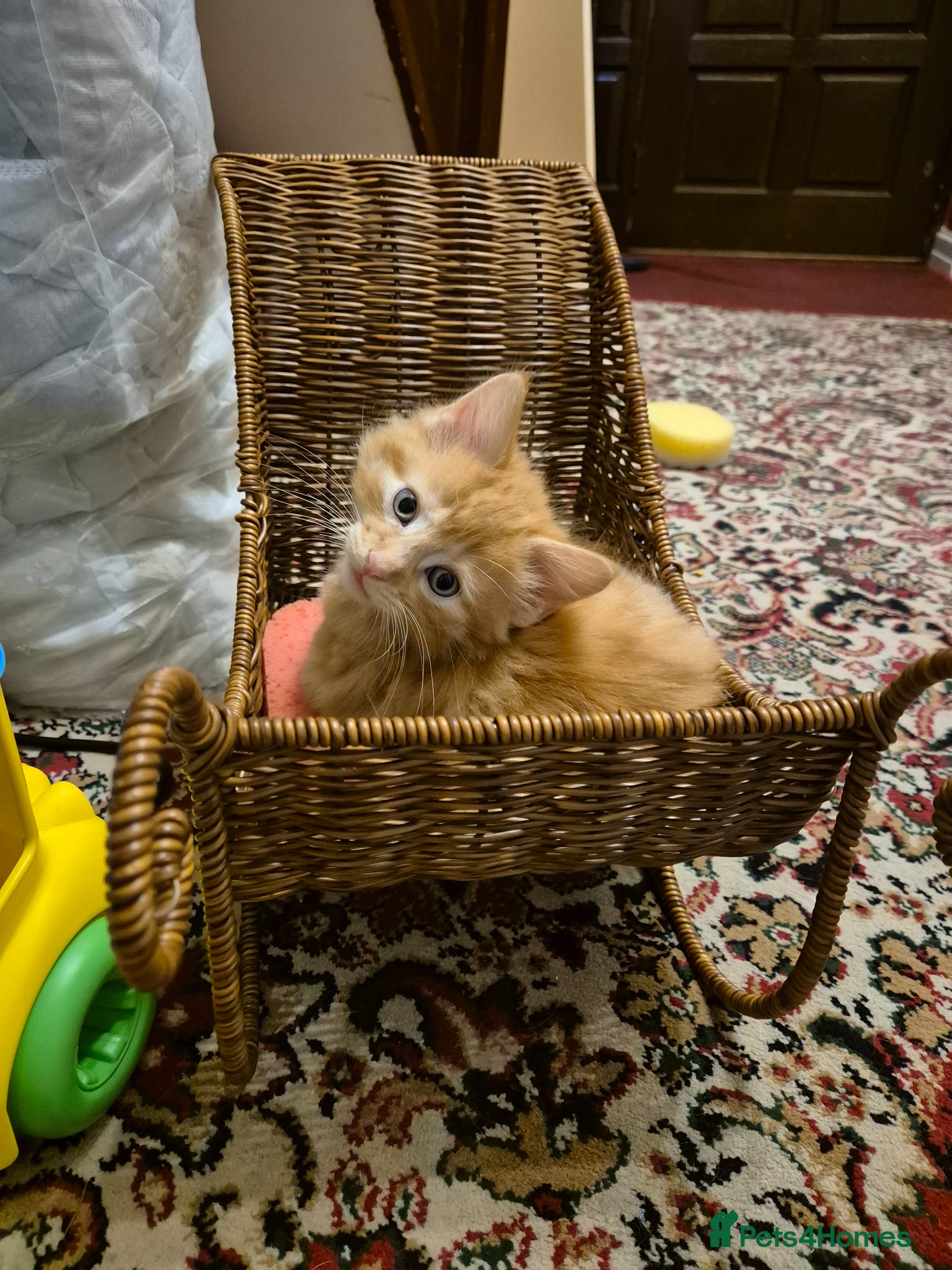 Mixed Breed cats 2 Kittens, one boy one girl - Advert 5