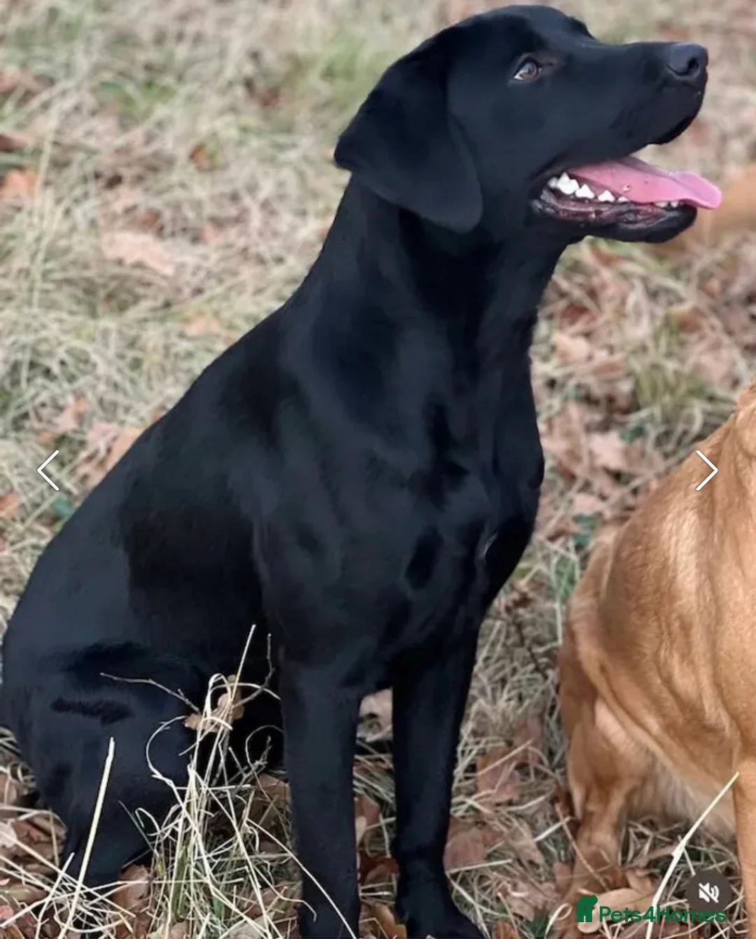 Labrador Retriever dogs for sale: Labrador Retriever Pups  - Advert 10