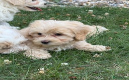 Maltipoo dogs for sale: 🌟 READY NOW 🌟 F1 Maltipoos  - Image 13