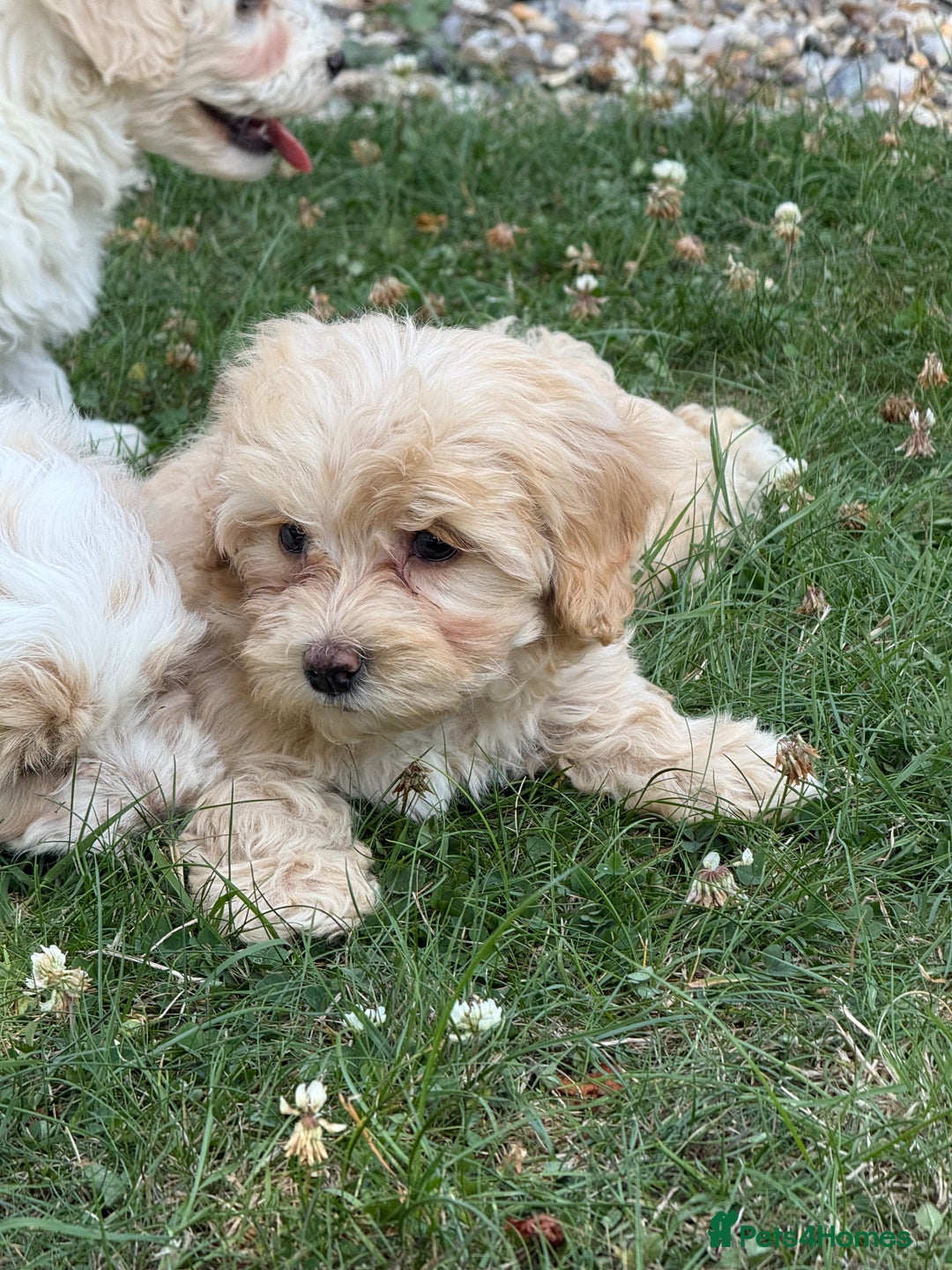 Maltipoo dogs for sale: 🌟 READY NOW 🌟 F1 Maltipoos  - Image 13