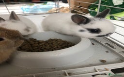 Netherland Dwarf rabbits for sale: Gorgeous Netherland Dwarf Rabbits 6 left 🐰 - Image 16