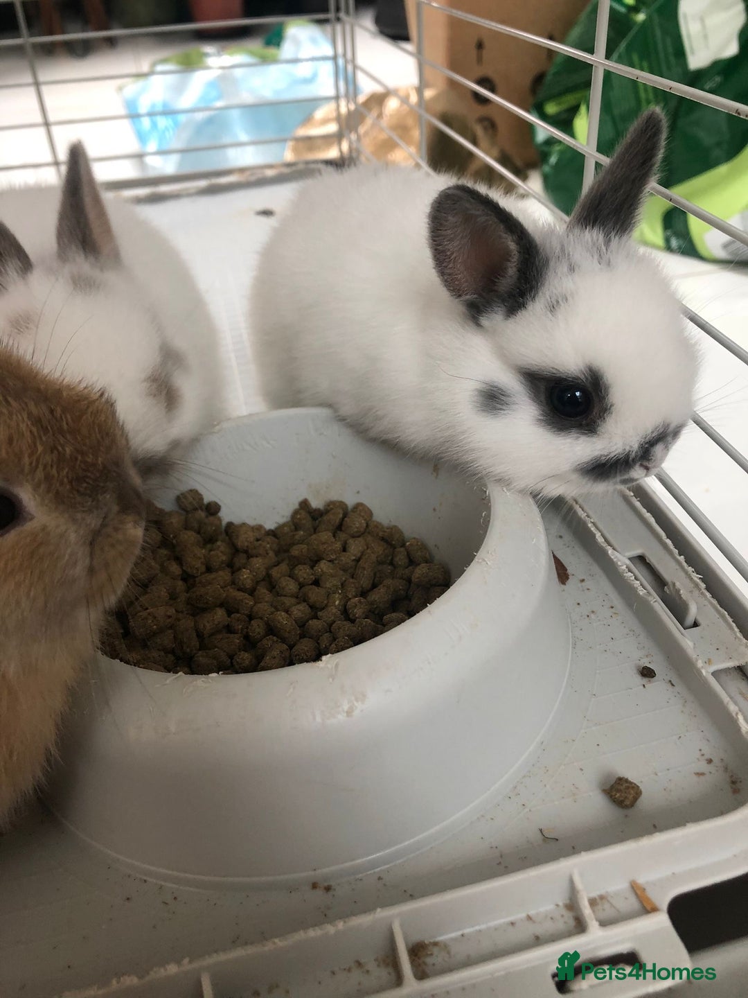 Netherland Dwarf rabbits for sale: Gorgeous Netherland Dwarf Rabbits 6 left 🐰 - Image 16