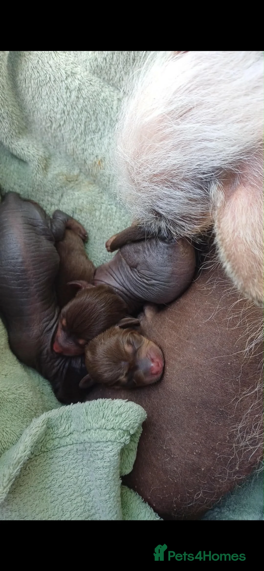 Mixed Breed dogs for sale: Beautiful little crestdoxies!  - Advert 13