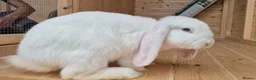 French Lop rabbits for sale: 2 Frenchlop bucks available 16weeks old  - Advert 3