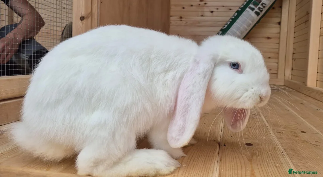 French Lop rabbits for sale: 2 Frenchlop bucks available 16weeks old  - Advert 3