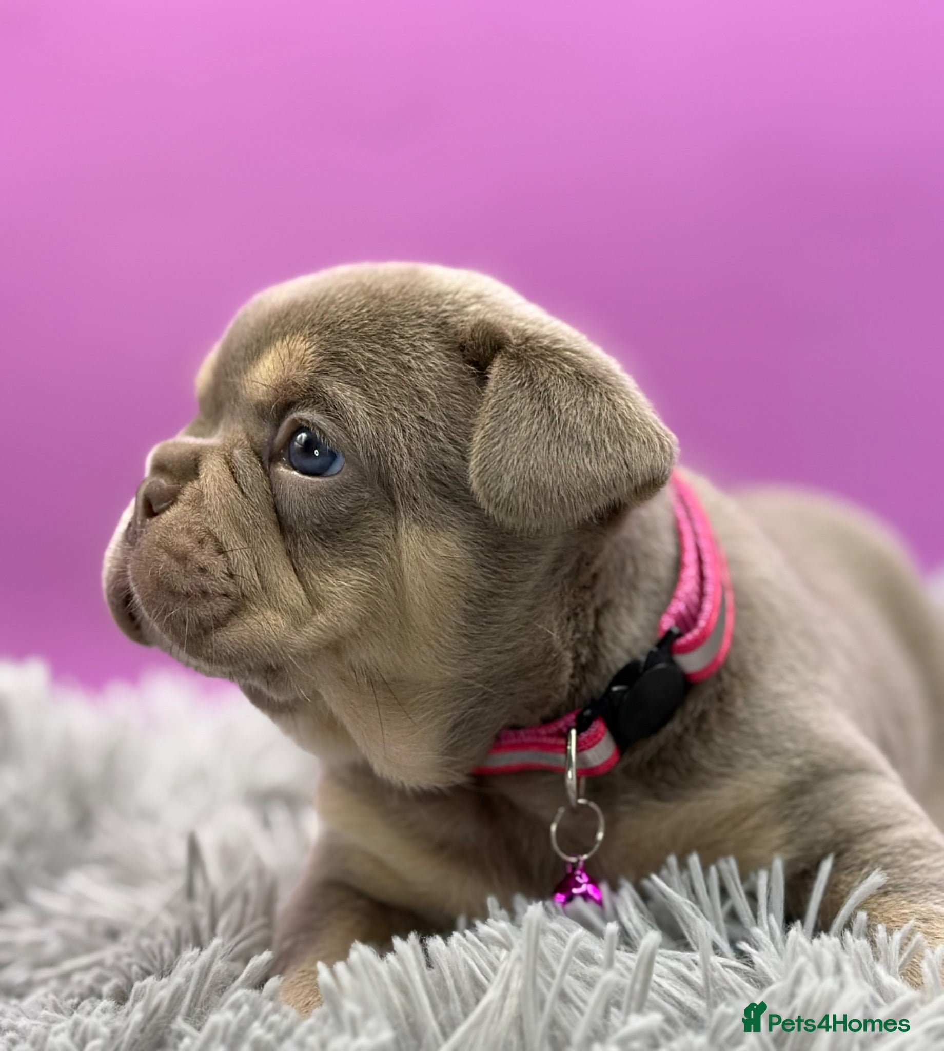 French Bulldog dogs KC French bulldog puppies highly healthed parents - Advert 1