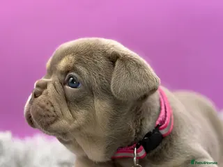 French Bulldog dogs KC French bulldog puppies highly healthed parents - Advert 2