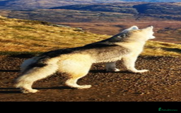German Shepherd dogs for sale: German Shepherds by Shawhhead Shepherds  - Image 26