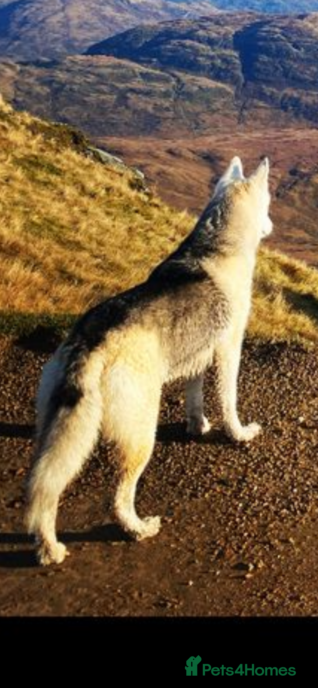 German Shepherd dogs for sale: German Shepherds by Shawhhead Shepherds  - Image 26