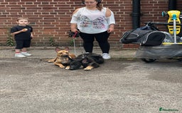 Mixed Breed dogs for sale: Belgian Shepherd (Malinois) for Sale - Image 15