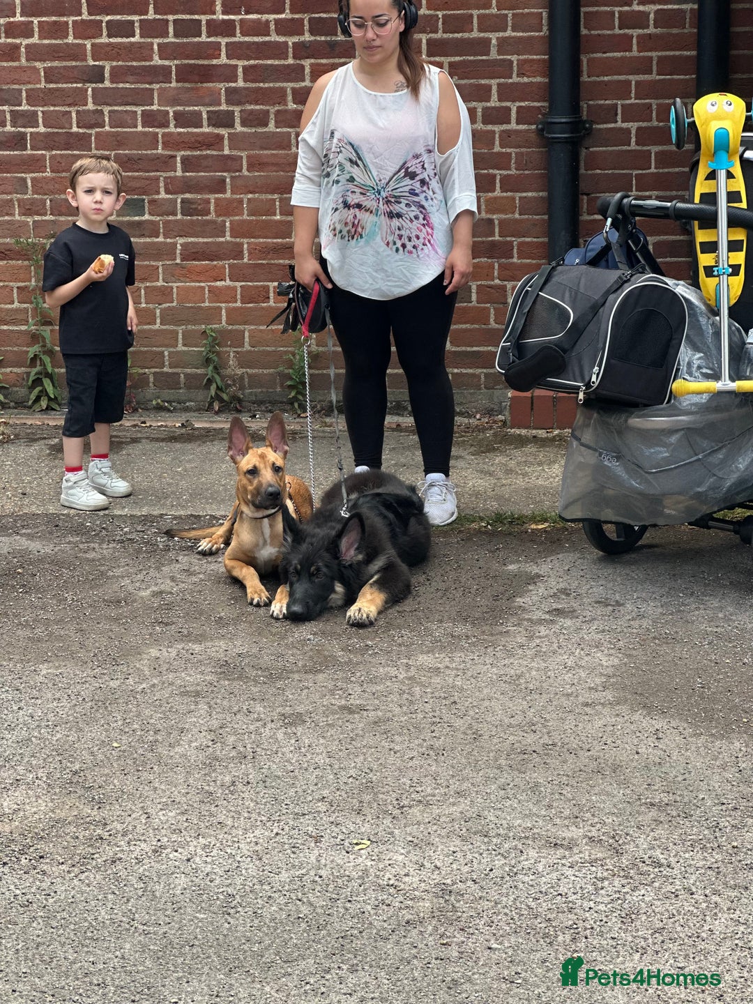 Mixed Breed dogs for sale: Belgian Shepherd (Malinois) for Sale - Image 15