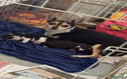 Chihuahua dogs for sale: 2 lovely tiny chihuahua boys - Image 3