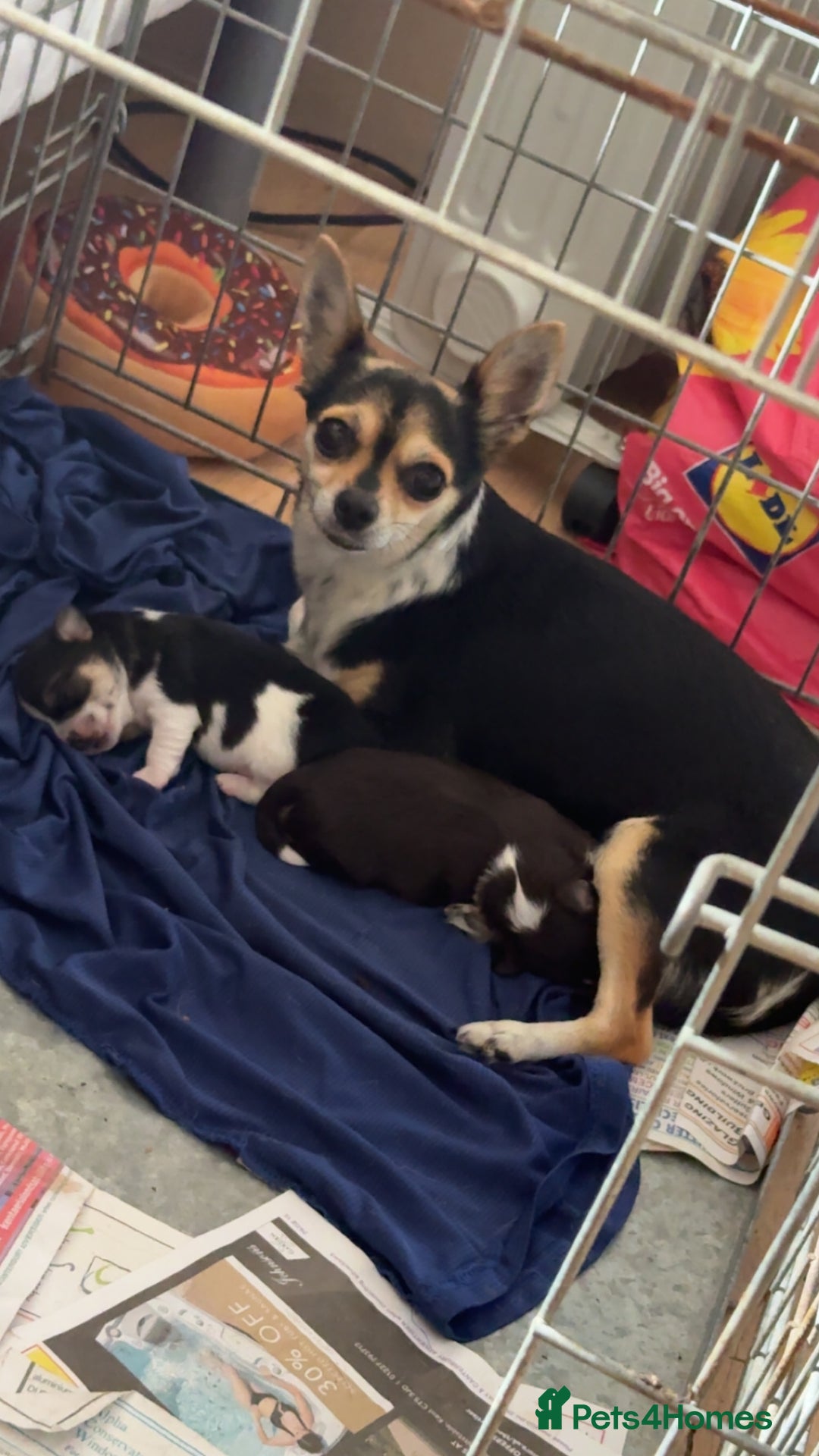 Chihuahua dogs for sale: 2 lovely tiny chihuahua boys - Image 3