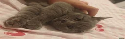 British Shorthair cats for sale: Blue male British shorthair brothers in Blackburn - Advert 29