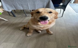 Golden Retriever dogs for sale: Bailey, Golden Retriever Male Just turned 2 - Image 2