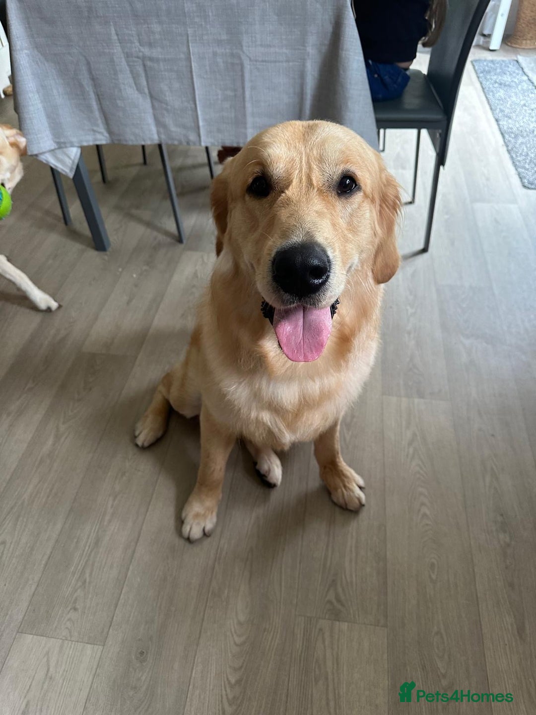 Golden Retriever dogs for sale: Bailey, Golden Retriever Male Just turned 2 - Image 2