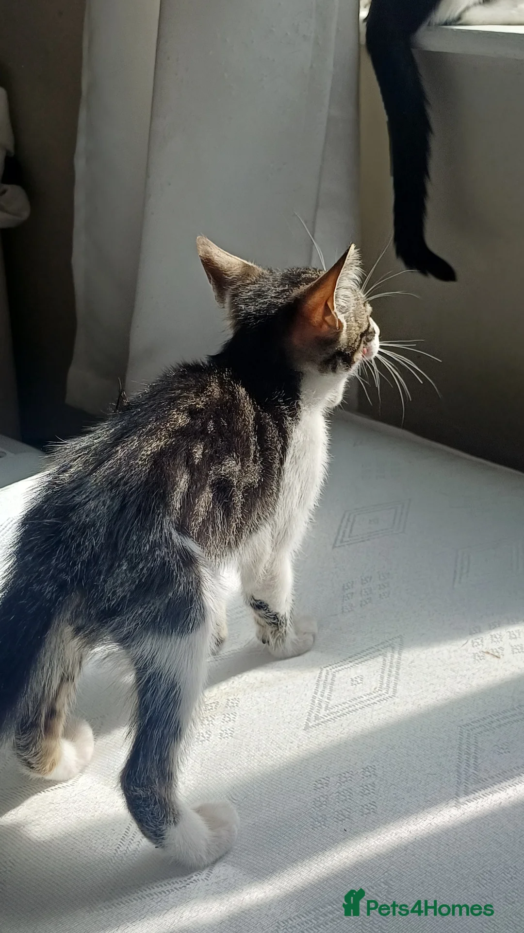 British Shorthair cats for sale: Loving kitten ready for rehoming  - Advert 7