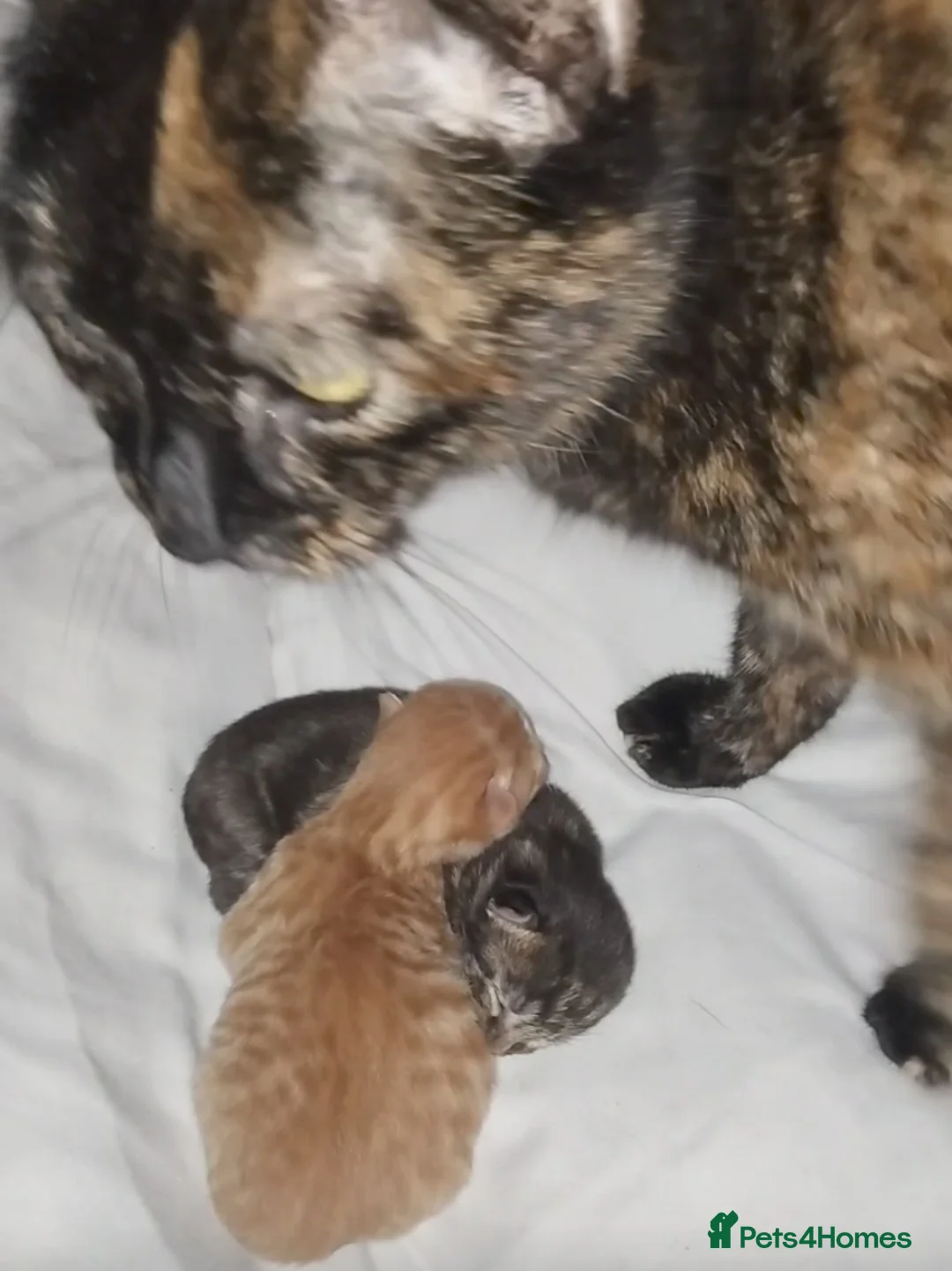 Mixed Breed cats for sale: 2 lovely 8 weeks old Boys  - Advert 6