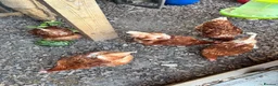 Hens poultry for sale: 5 Laying Hens For Sale. - Advert 3