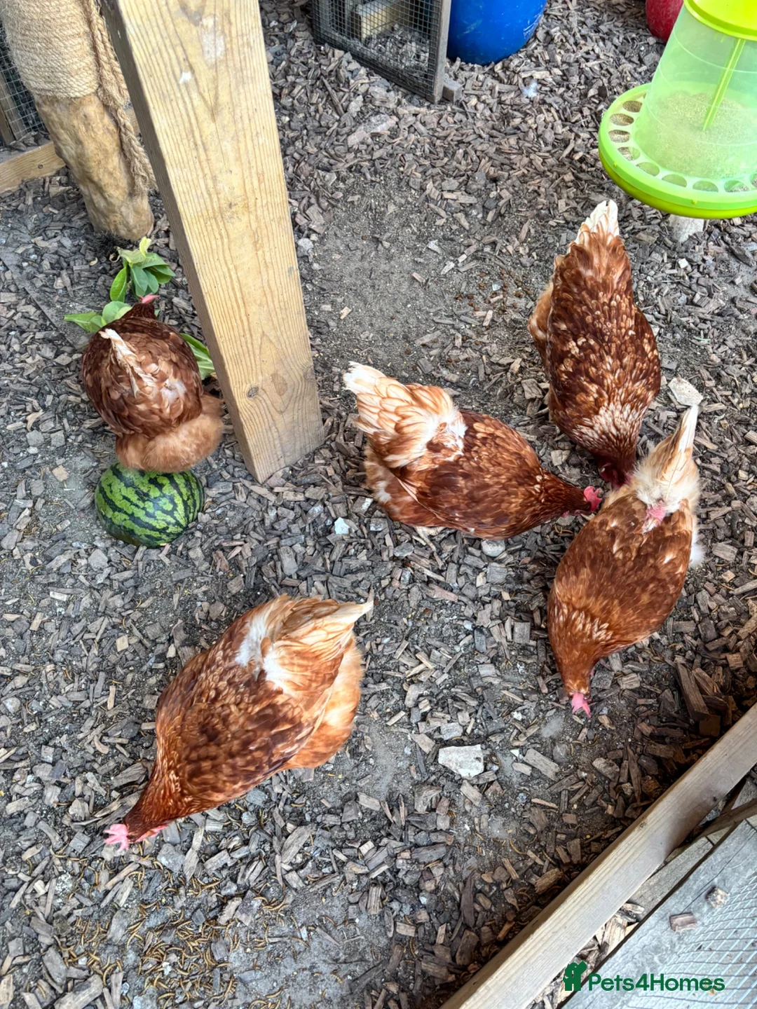 Hens poultry for sale: 5 Laying Hens For Sale. - Advert 3