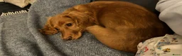 Cocker Spaniel dogs for sale: Red Working Cocker Spaniels  in Hailsham - Advert 6