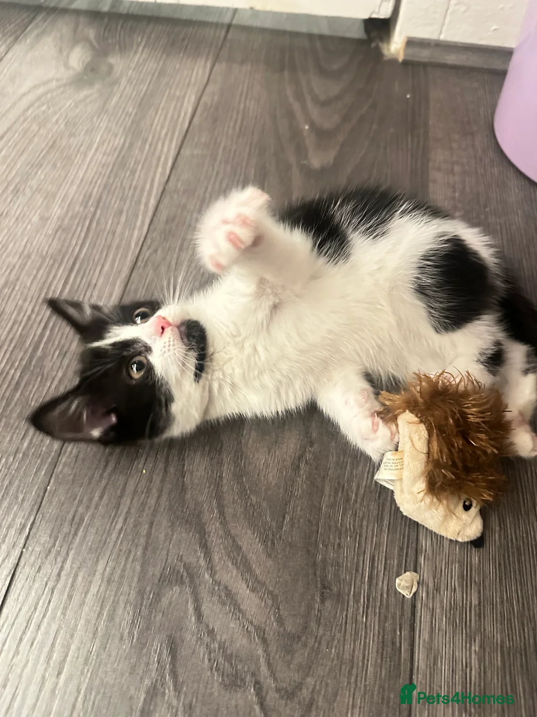 Mixed Breed cats for sale: mixed breed female kitten in need of a home!! - Advert 11