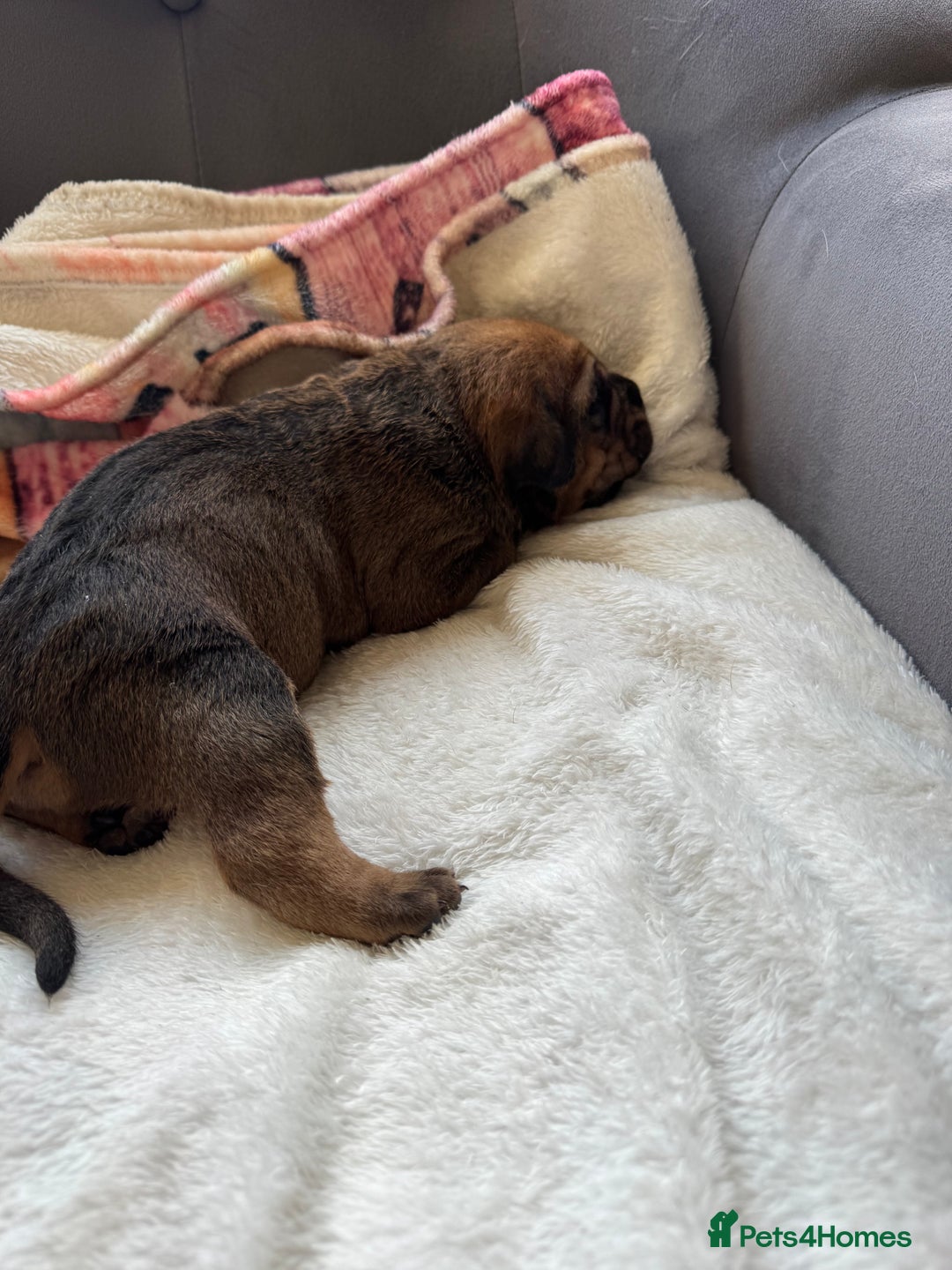 Cane Corso dogs for sale: 6 beautiful cane Corso puppies  - Advert 25