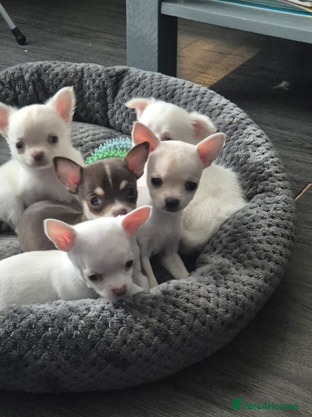 Chihuahua dogs for sale: Long haired Cream and White boy - Advert 2