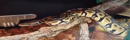 Python Snake reptiles for sale: Beautiful pythons for sale  - Advert 5