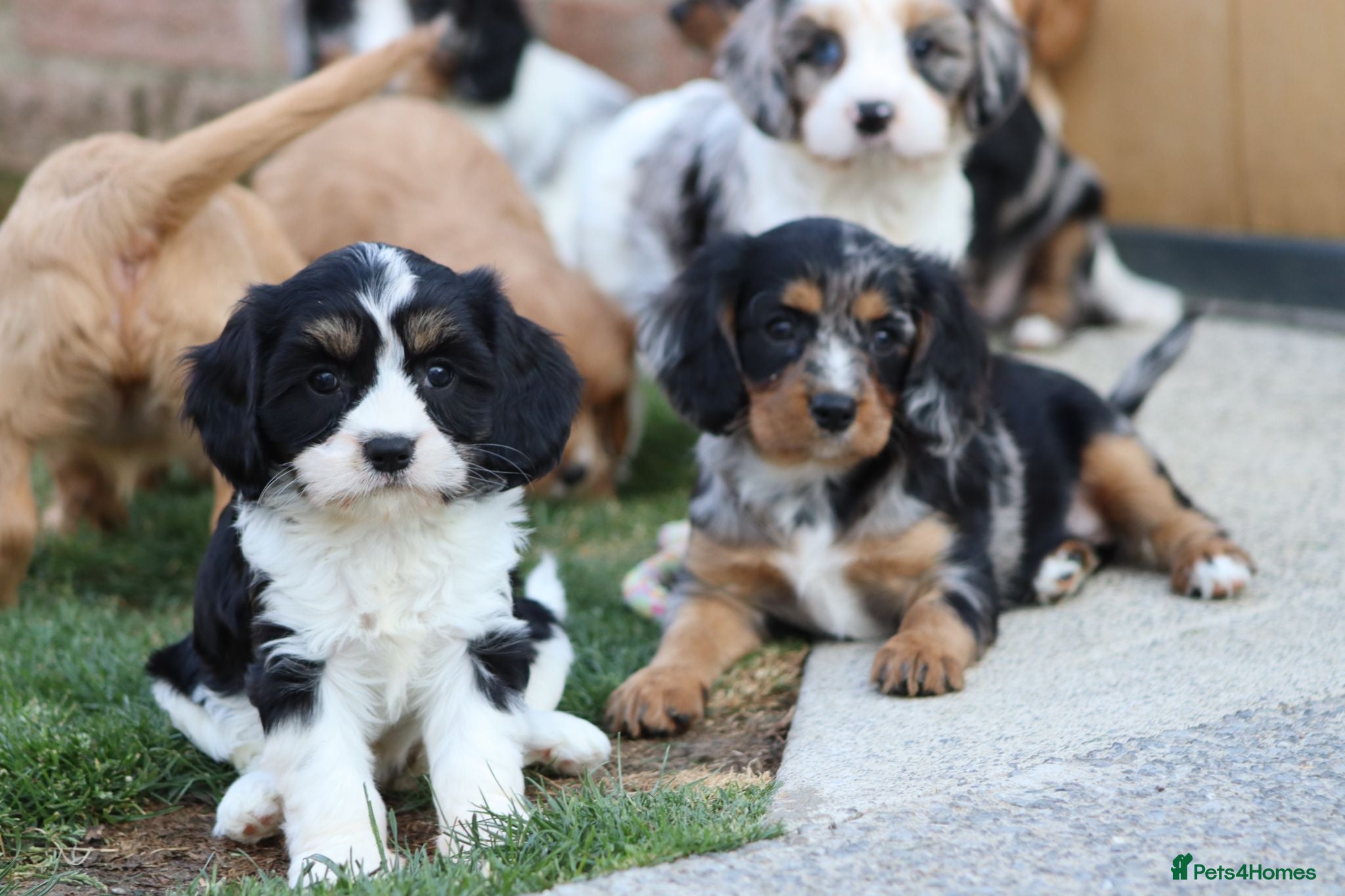 Cavapoo dogs COCKERLIERPOO puppies for sale - Advert 1