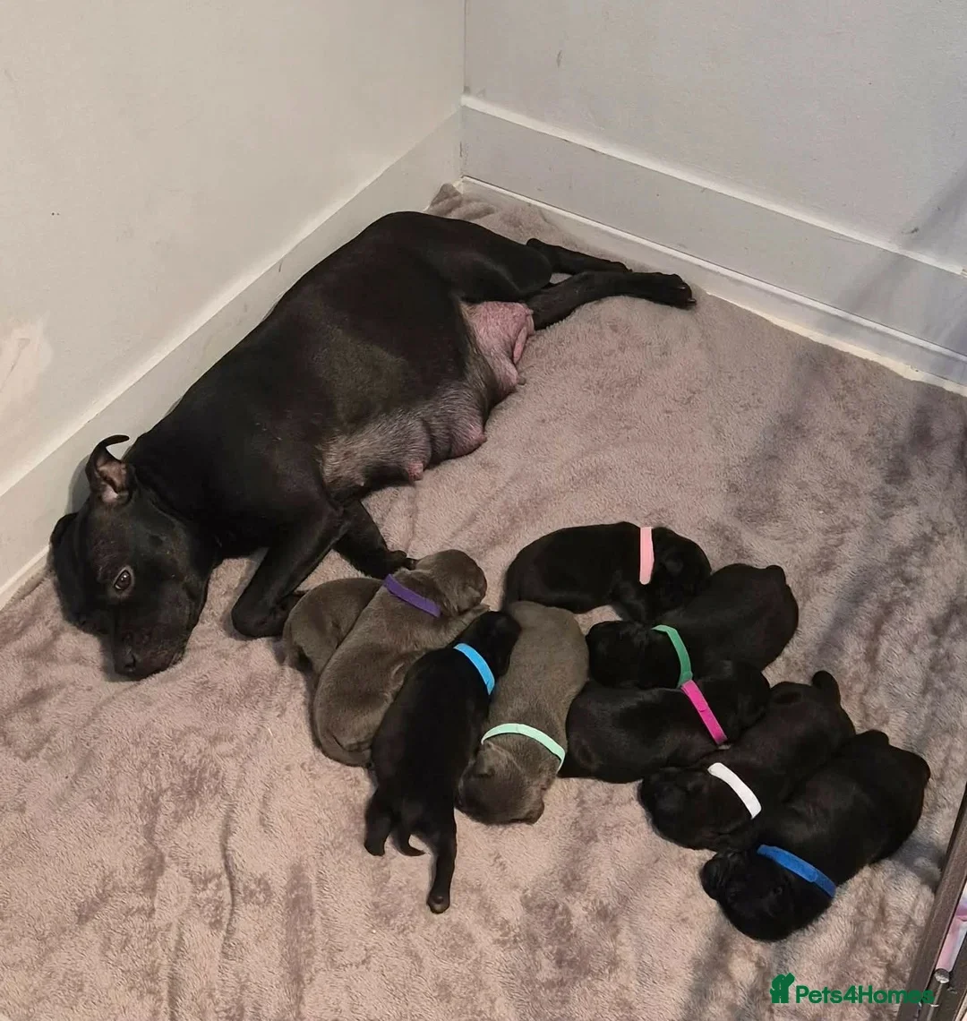 Staffordshire Bull Terrier dogs for sale: Beautiful Bella Blue, loving family home only in Birmingham - Advert 2