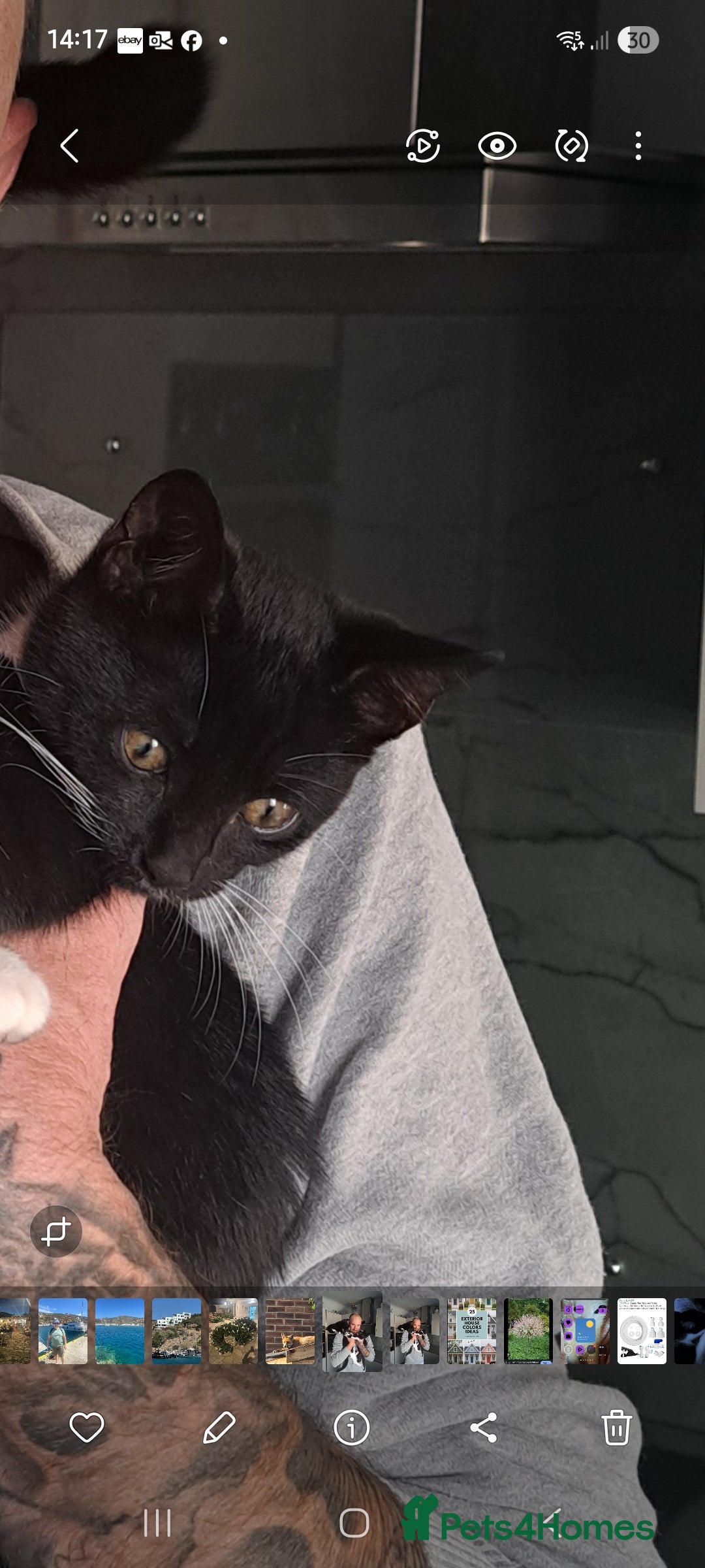 Mixed Breed cats for sale: 3 Beautiful kittens for sale  - Image 8