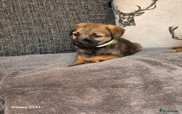 Border Terrier dogs for sale: Stunning border terrier puppys - Image 22