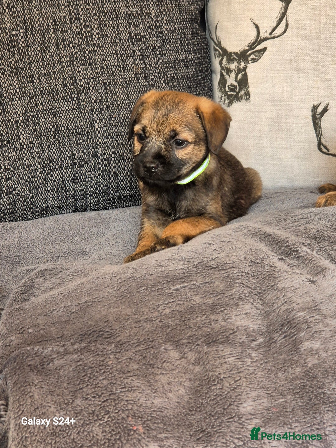 Border Terrier dogs for sale: Stunning border terrier puppys - Image 22