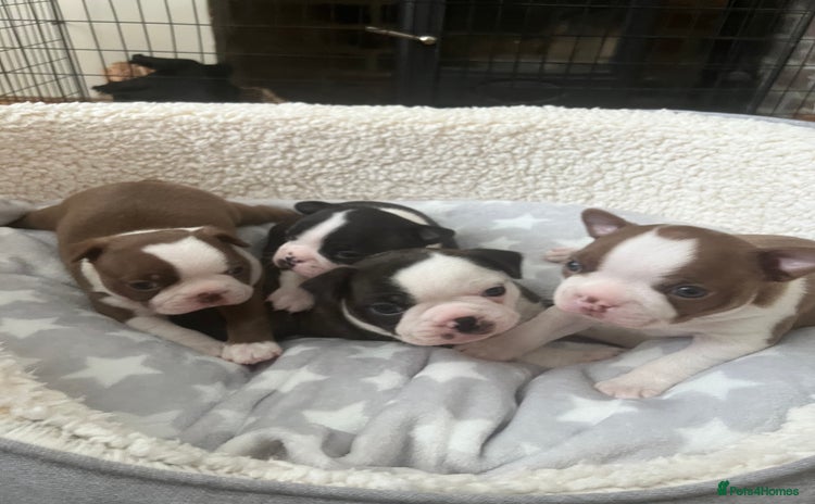 Boston Terrier dogs - Advert 13