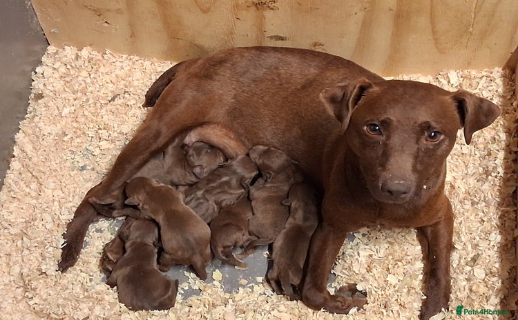 Patterdale Terrier dogs - Advert 1