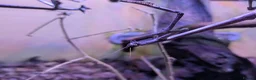 Praying Mantis invertebrates for sale: African Cat Eye Mantis & Horsehead Grasshoppers - Advert 3