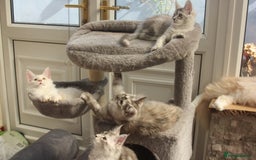 Maine Coon cats for sale: TICA PEDIGREE MAINE COON KITTENS  - Image 19