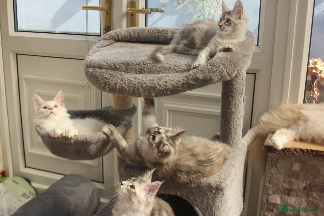 Maine Coon cats for sale: TICA PEDIGREE MAINE COON KITTENS  - Image 19