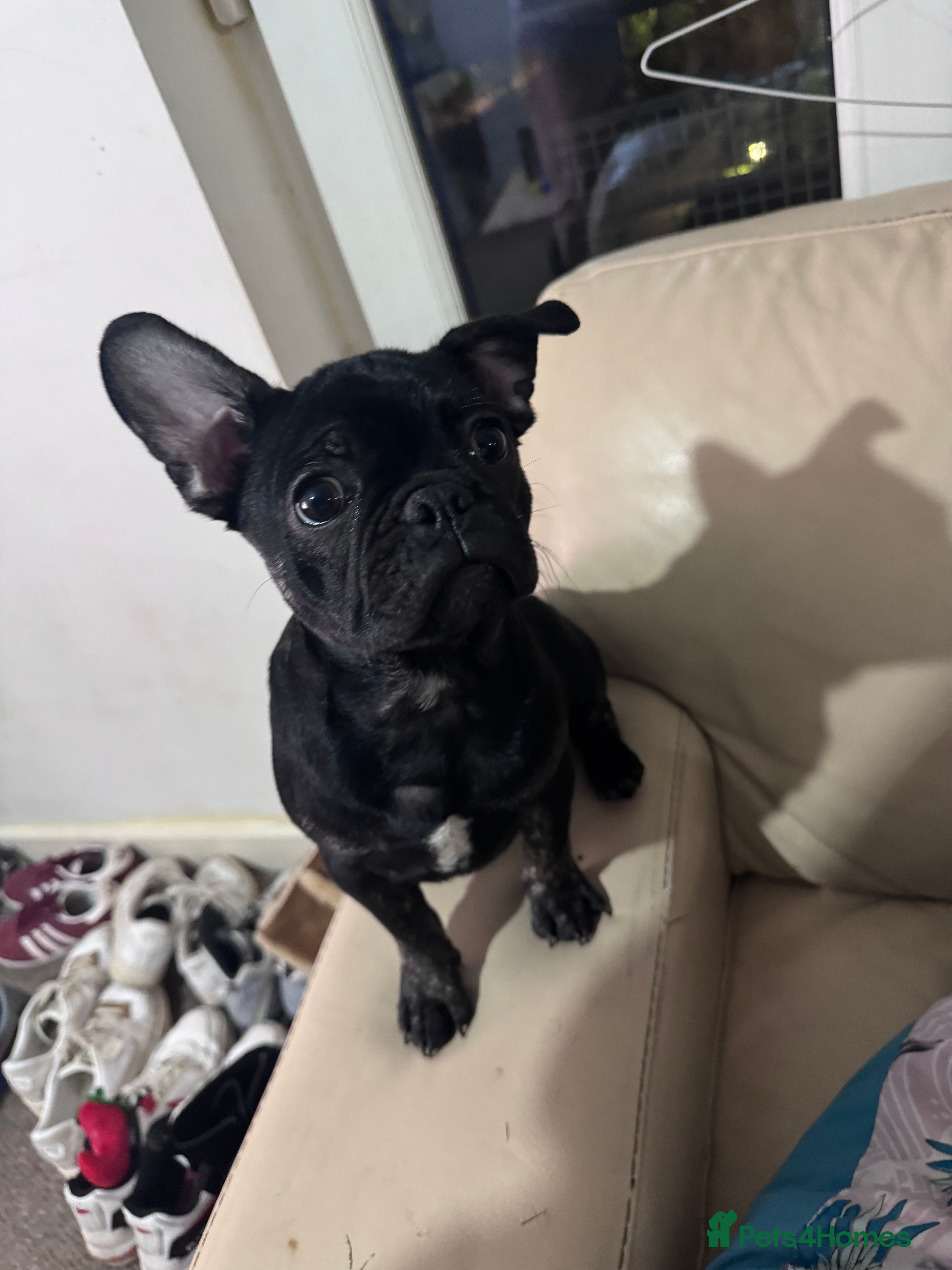 Frug dogs French Bulldog. Frug. STUD ONLY - Advert 6