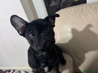 Frug dogs French Bulldog. Frug. STUD ONLY - Advert 1