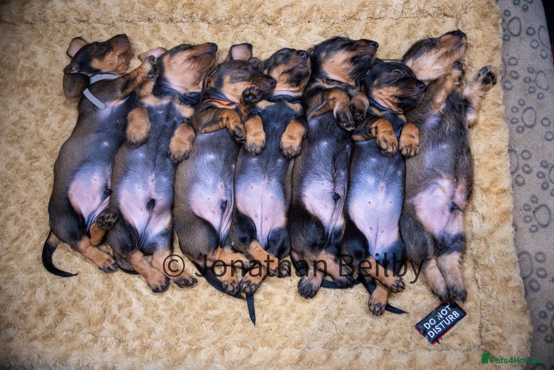 Dachshund dogs for sale: KC Standard Wire-haired Dachshund puppies - Image 5