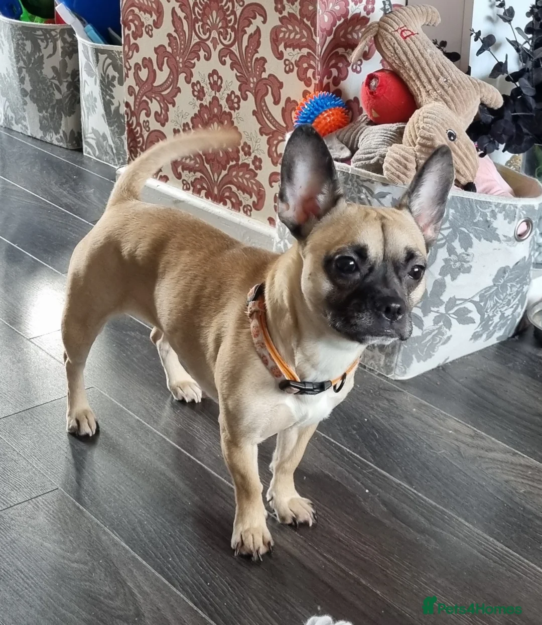 Mixed Breed dogs for sale: REHOMED - Advert 2